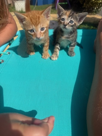 Beautiful fluffy bengal cross kittens