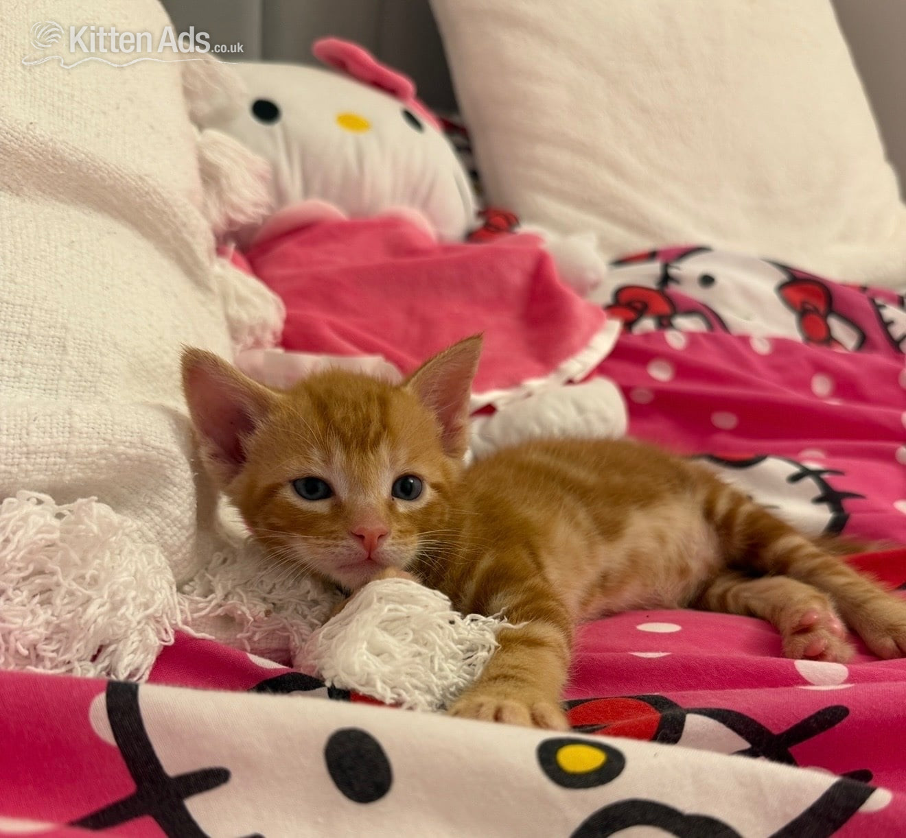 Beautiful fluffy bengal cross kittens in {LOCATION}