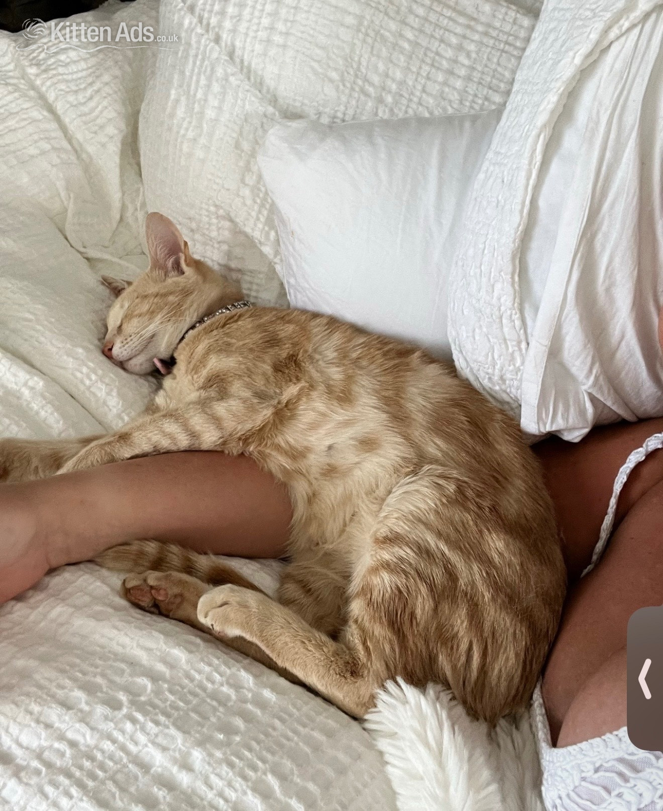 Bengal Cats and Kittens