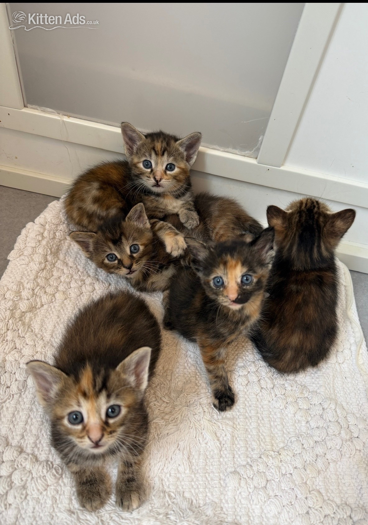Bengal - Beautiful fluffy bengal cross kittens