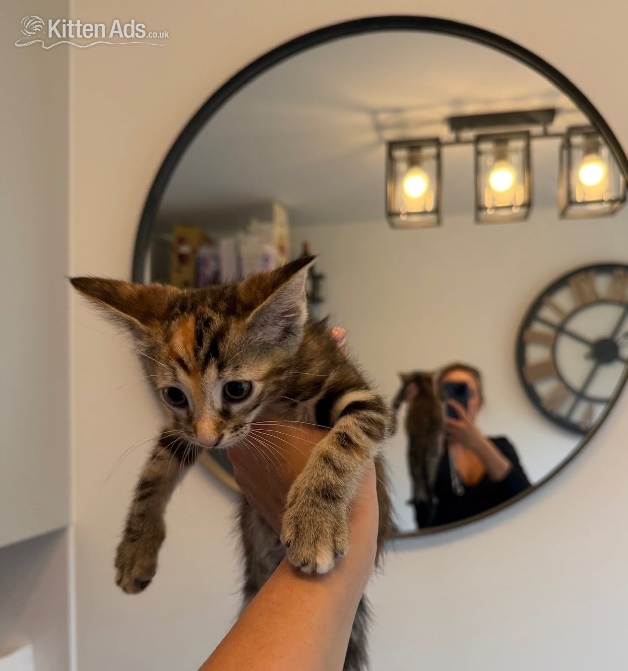 Beautiful fluffy bengal cross kittens - Bengal