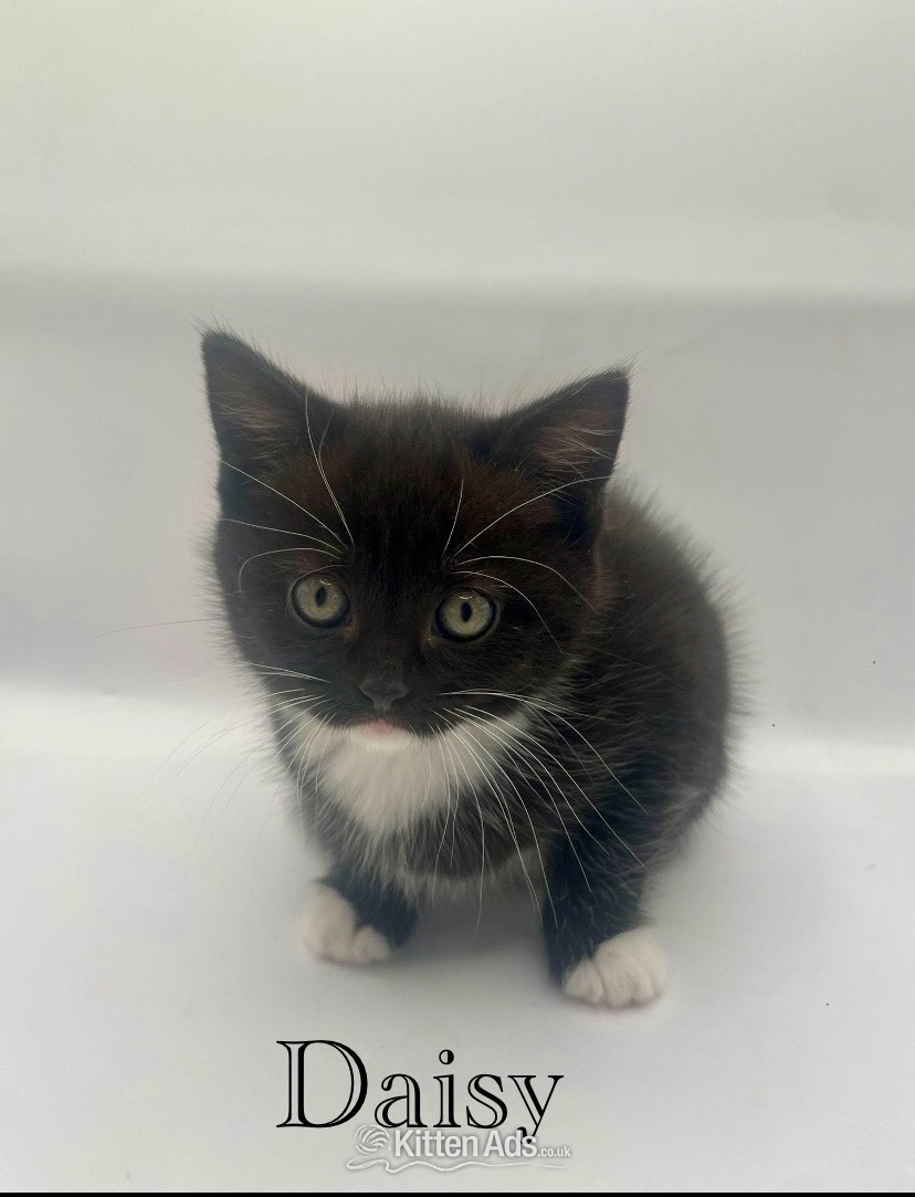 Beautiful British shorthair cross  in {LOCATION}