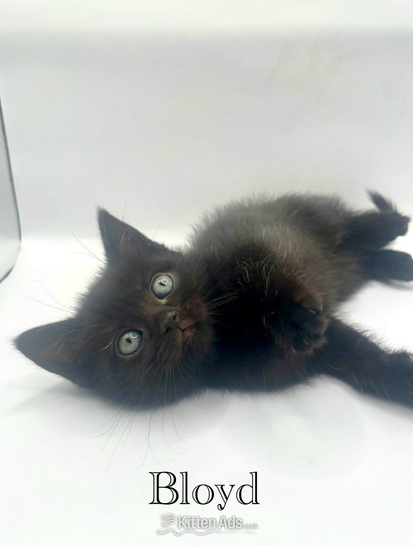  - Beautiful British shorthair cross 