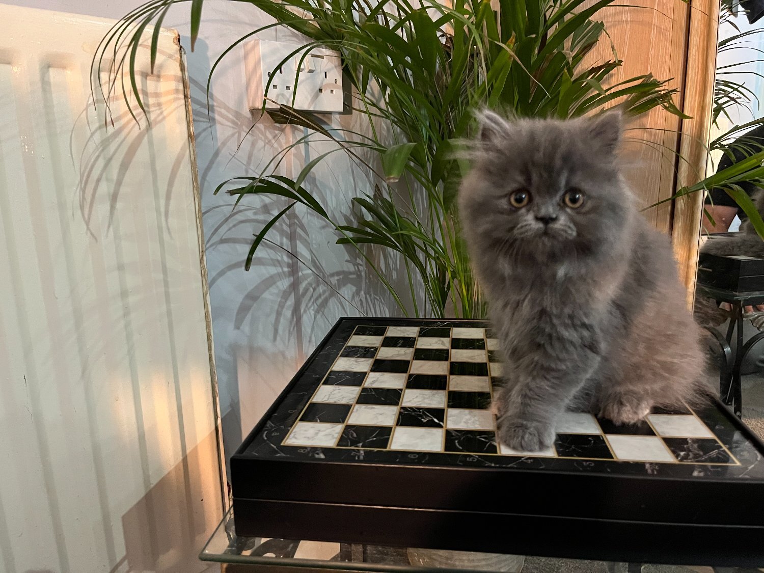 Persian Cats and Kittens