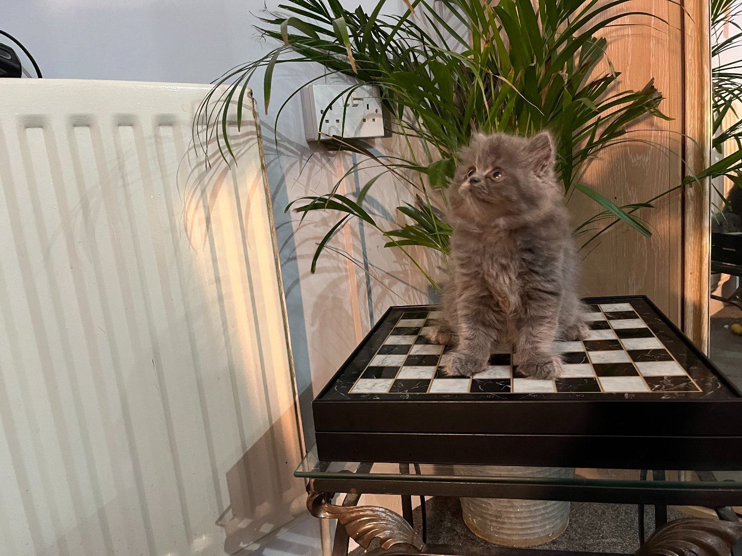 Persian - Ready Now. Stunning doll faced solid blue Persian girl