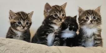 Gorgeous, playful kittens! 