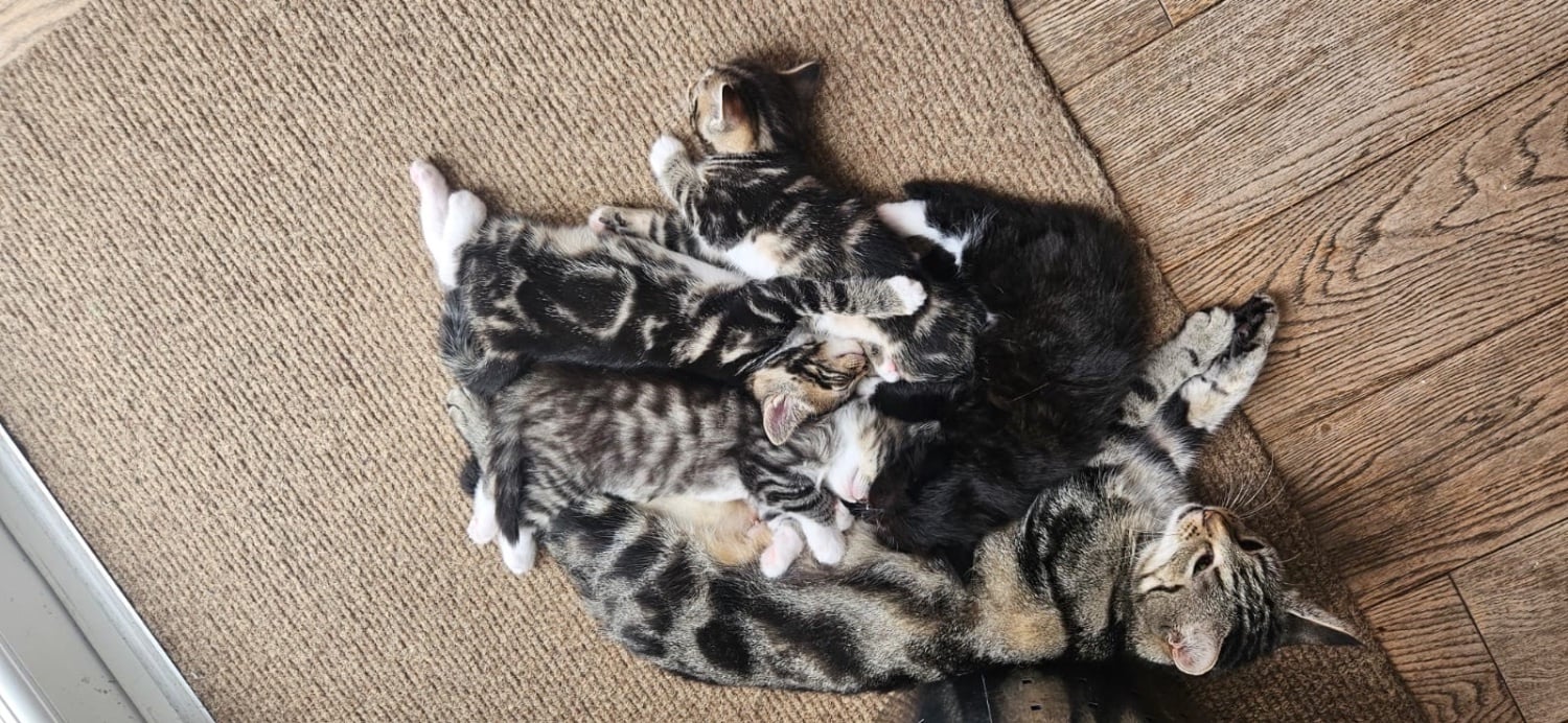 British Shorthair Cats and Kittens