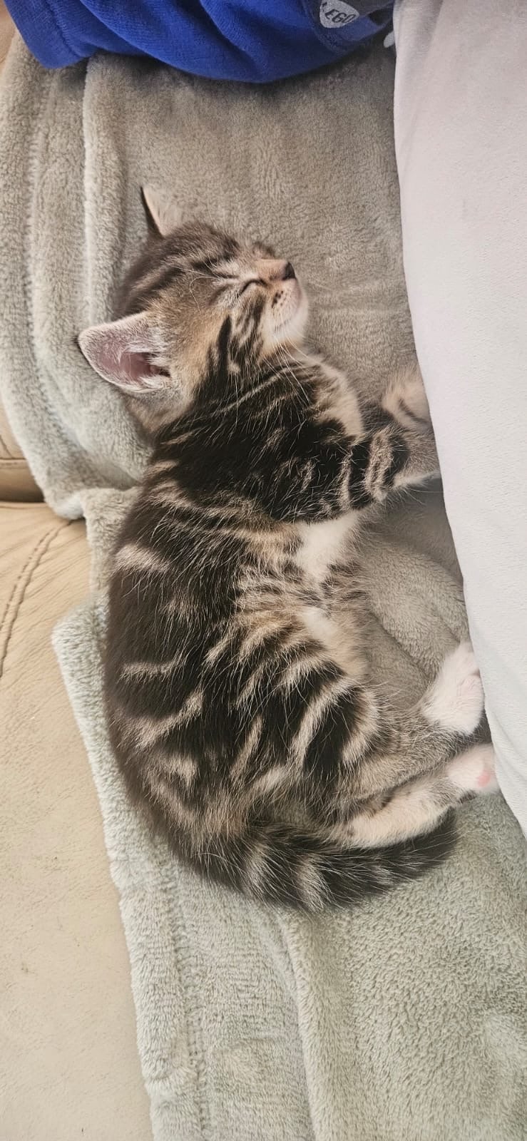 British Shorthair - Gorgeous, playful kittens! 