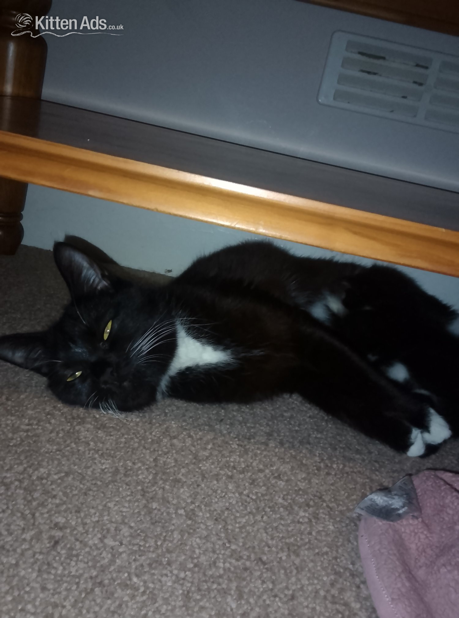 Tabby and Persian cat for sale  in {LOCATION}