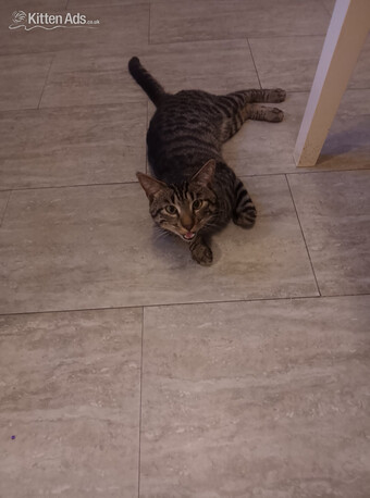 Tabby cat for sale