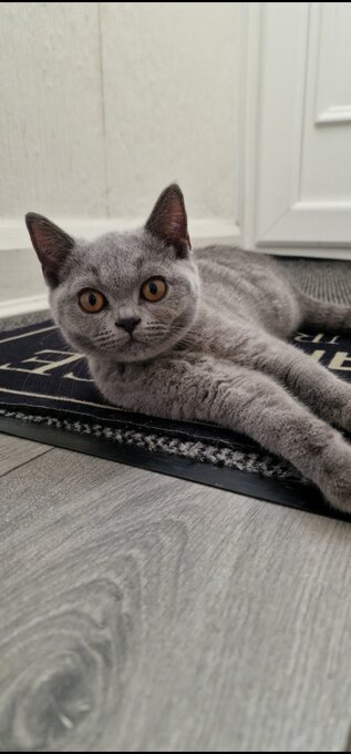 One blue Britishshorthair kitten girls for sale 