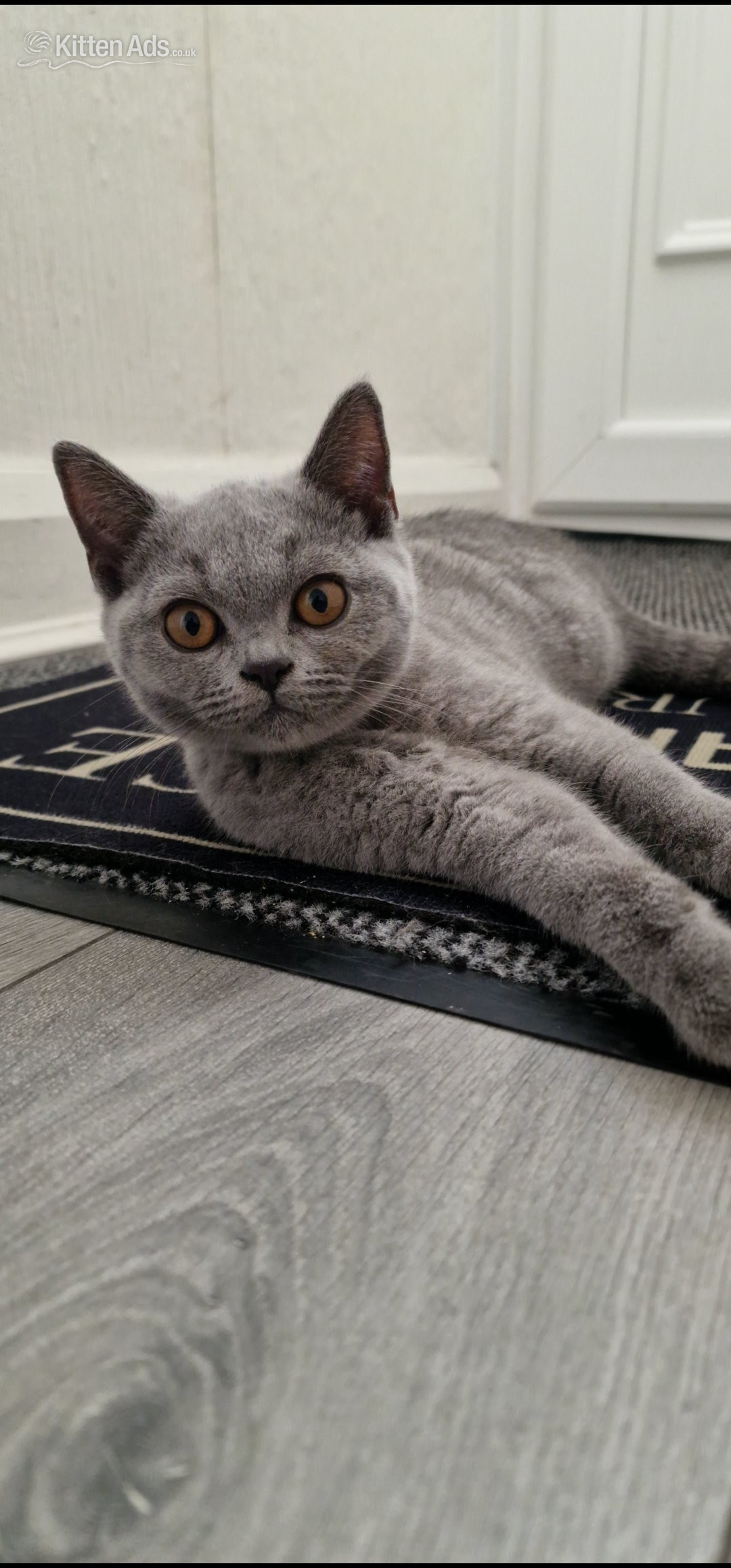 One blue Britishshorthair kitten girls for sale  in {LOCATION}
