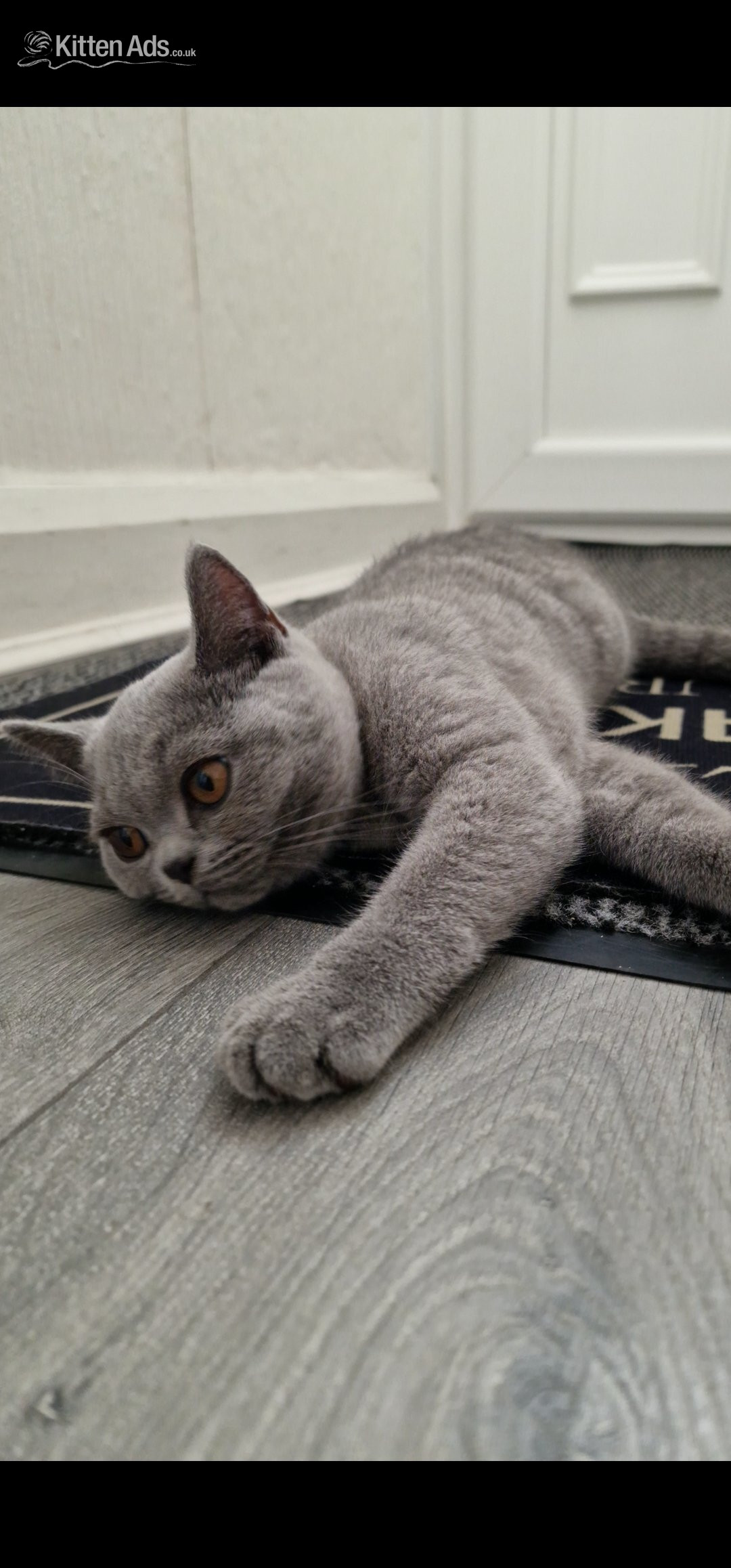 British Shorthair
