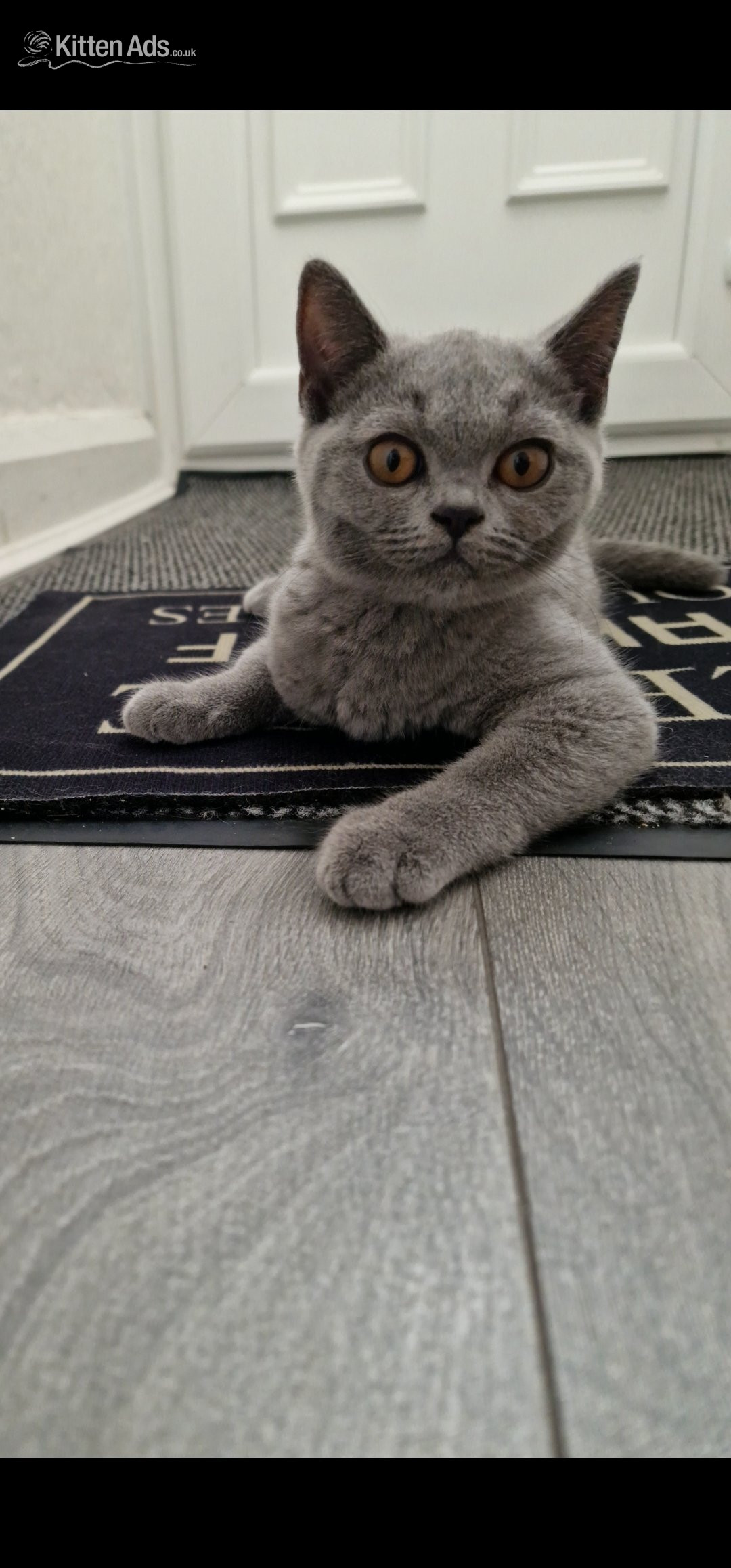 British Shorthair Cats and Kittens