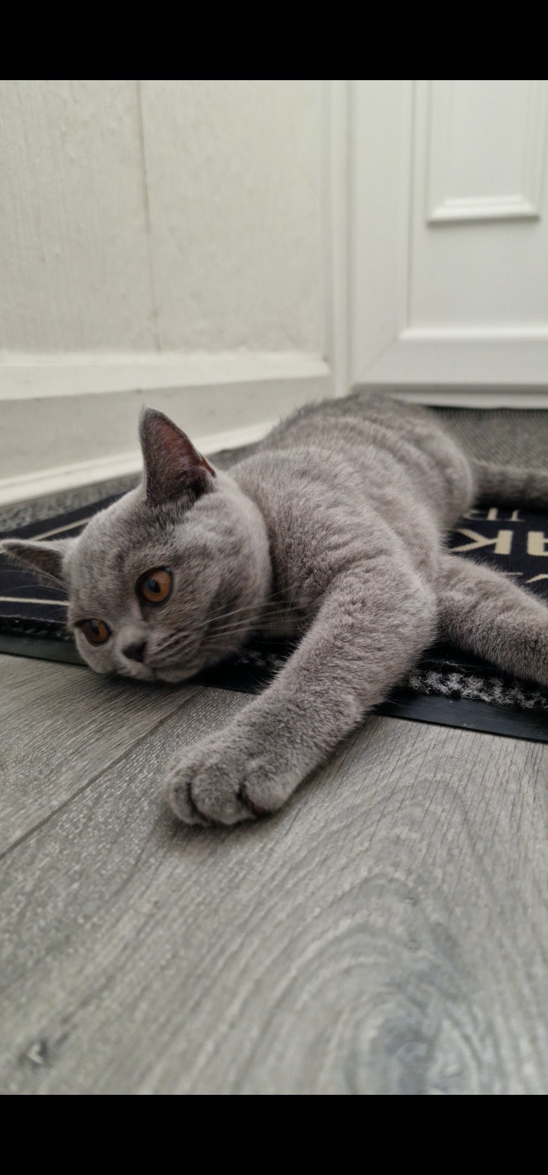 British Shorthair