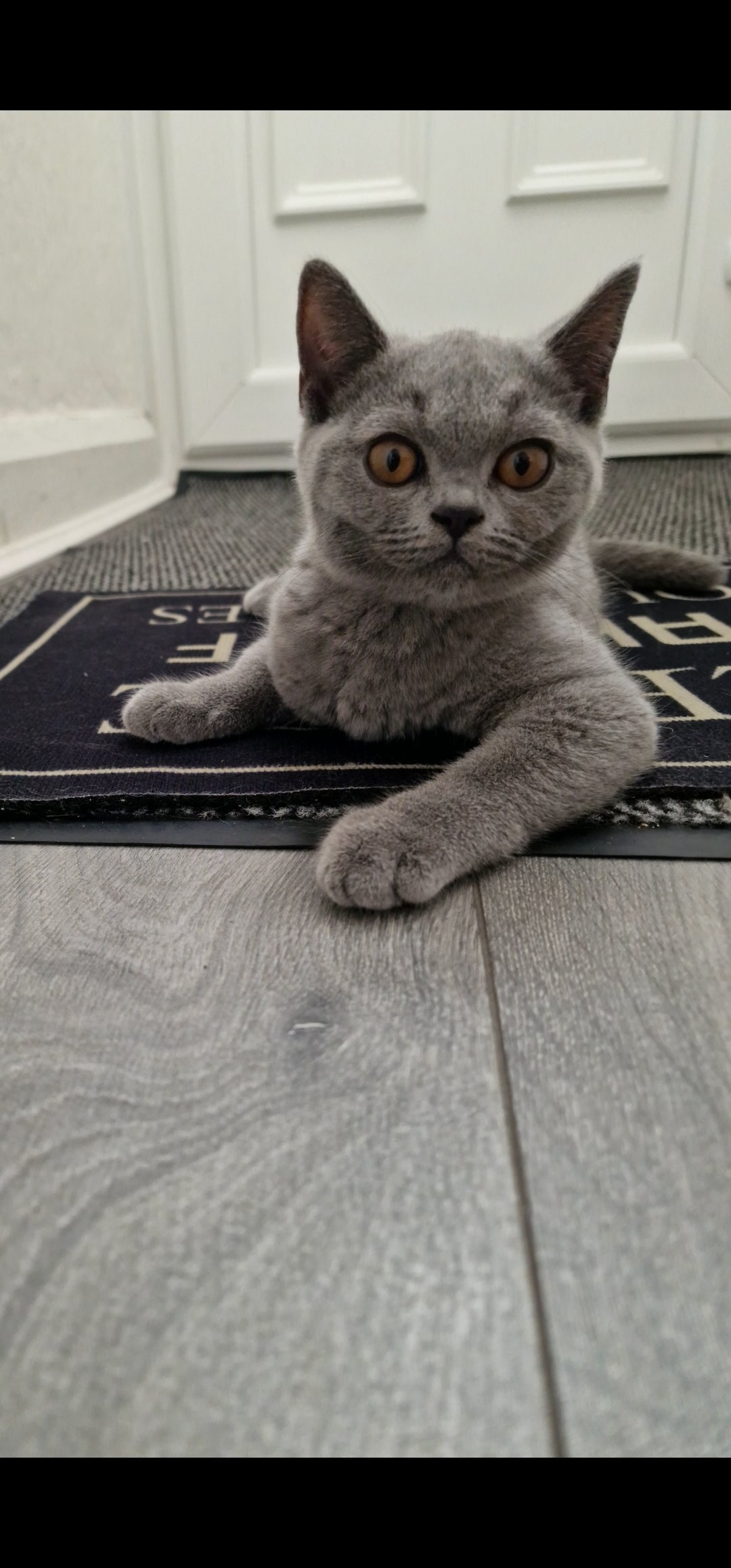 British Shorthair Cats and Kittens