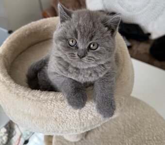 Three blue Britishshorthair kittens girls for sale 