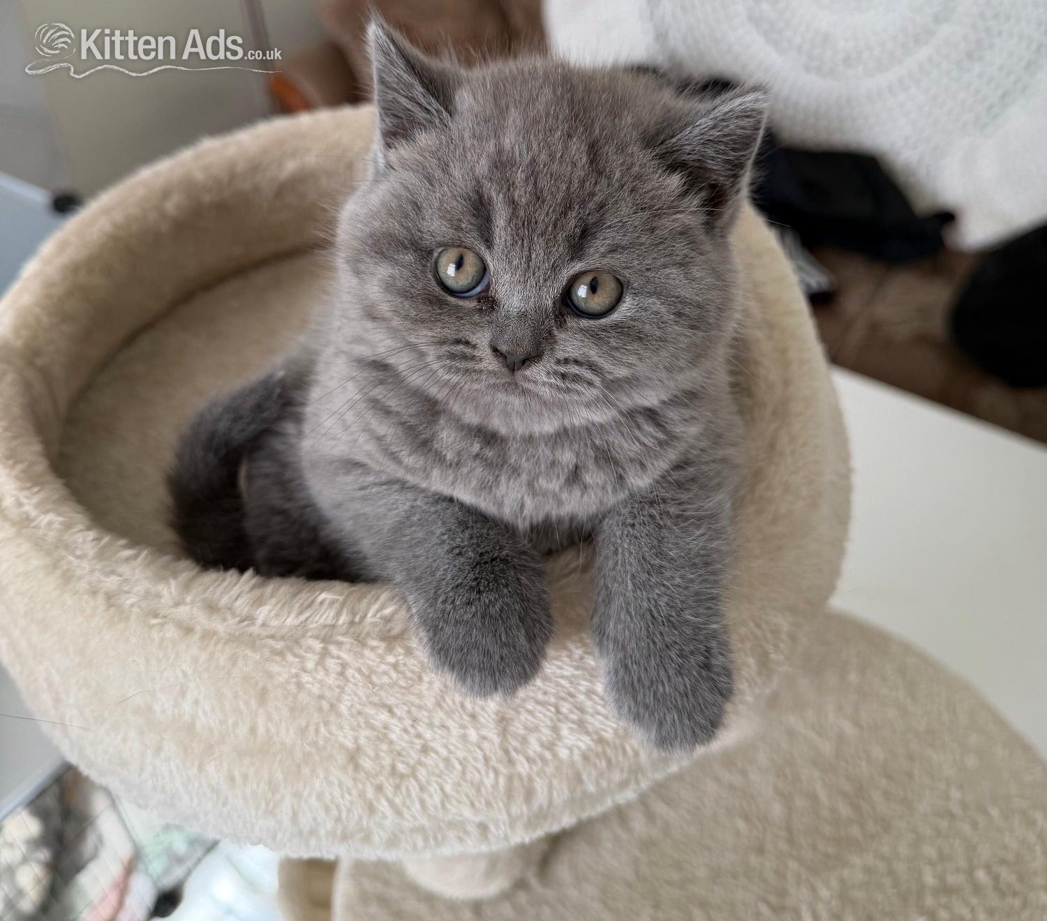 Three blue Britishshorthair kittens girls for sale  in {LOCATION}