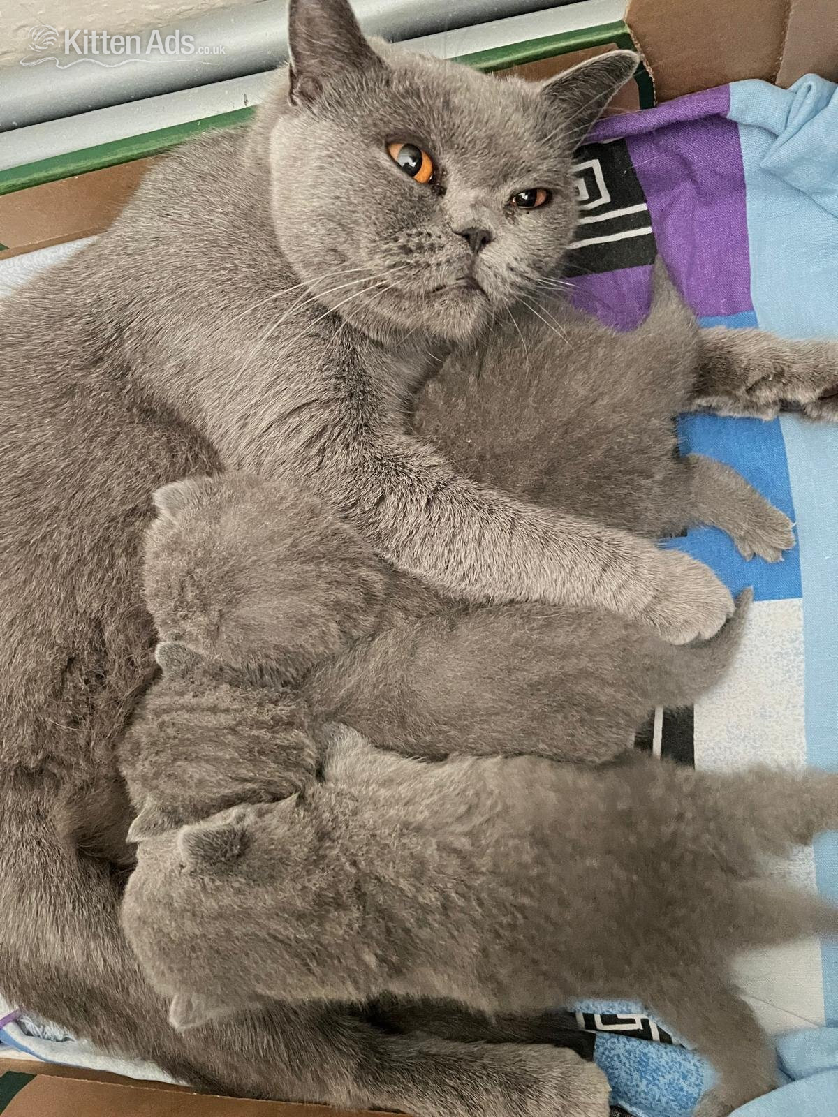 British Shorthair
