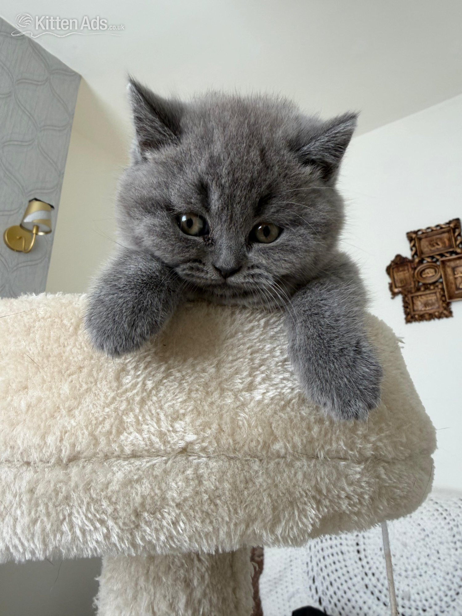 British Shorthair Cats and Kittens