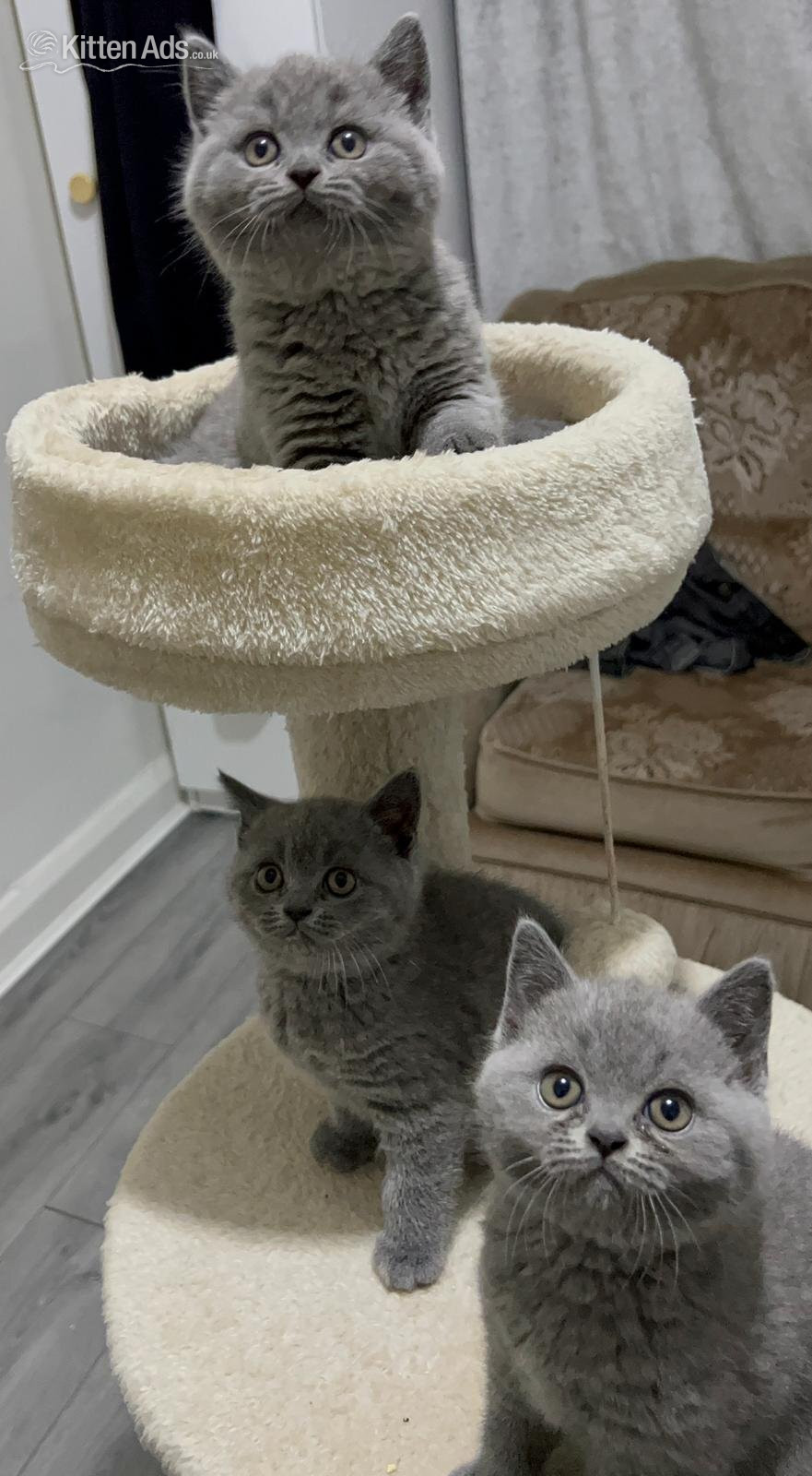 Three blue Britishshorthair kittens girls for sale  - British Shorthair
