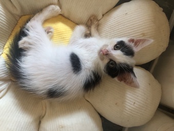 Cute kittens ready for new homes
