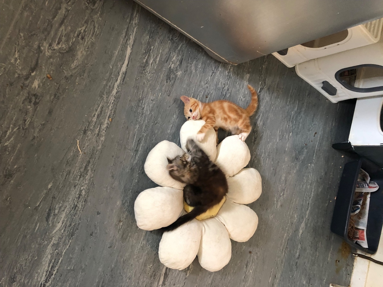  Cats and Kittens