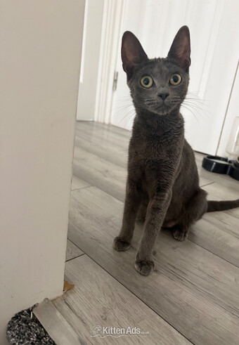 Mixed breed grey kittens 
