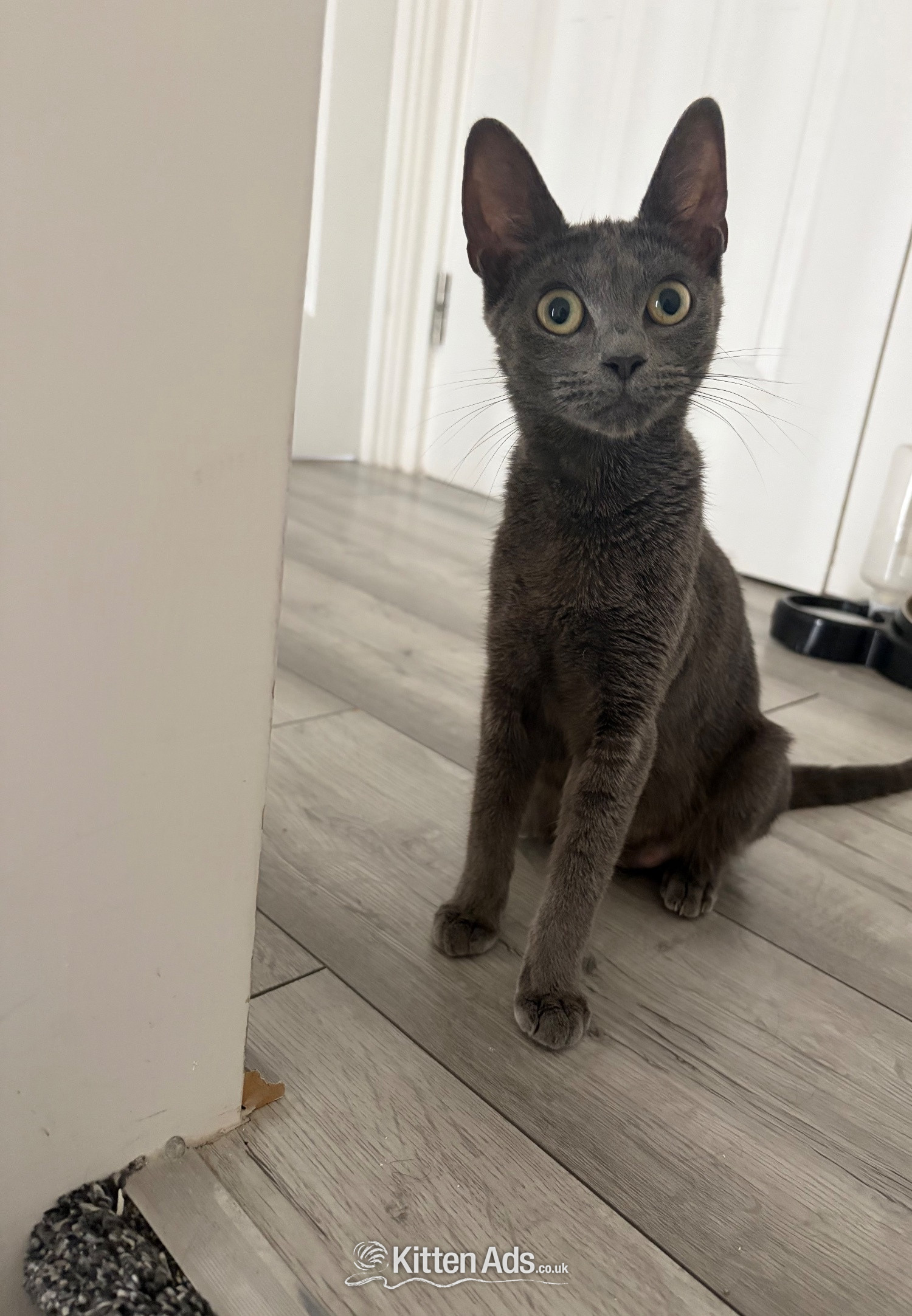 Mixed breed grey kittens  in {LOCATION}