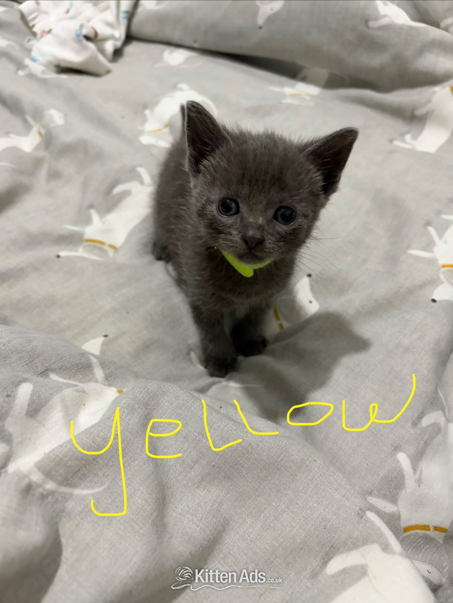  - Mixed breed grey kittens 