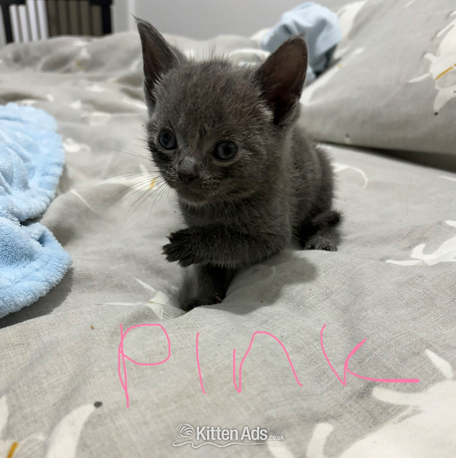 Mixed breed grey kittens  - 