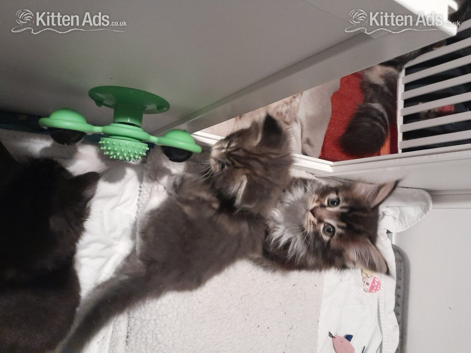  Cats and Kittens