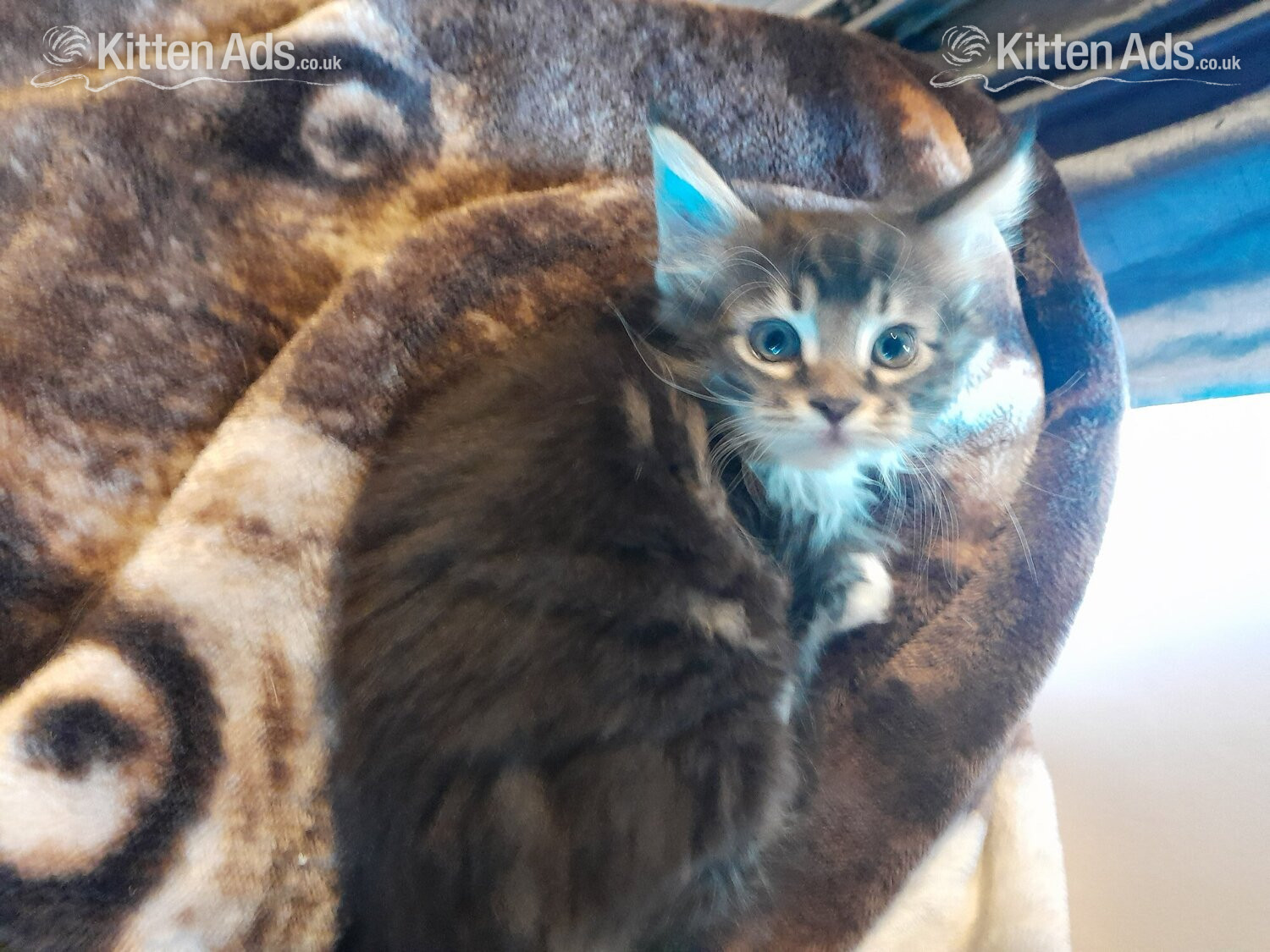  - 3 GORGEOUSLY CUTE MAINE COON KITTENS FOR SALE