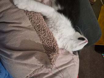 Kitten for sale 