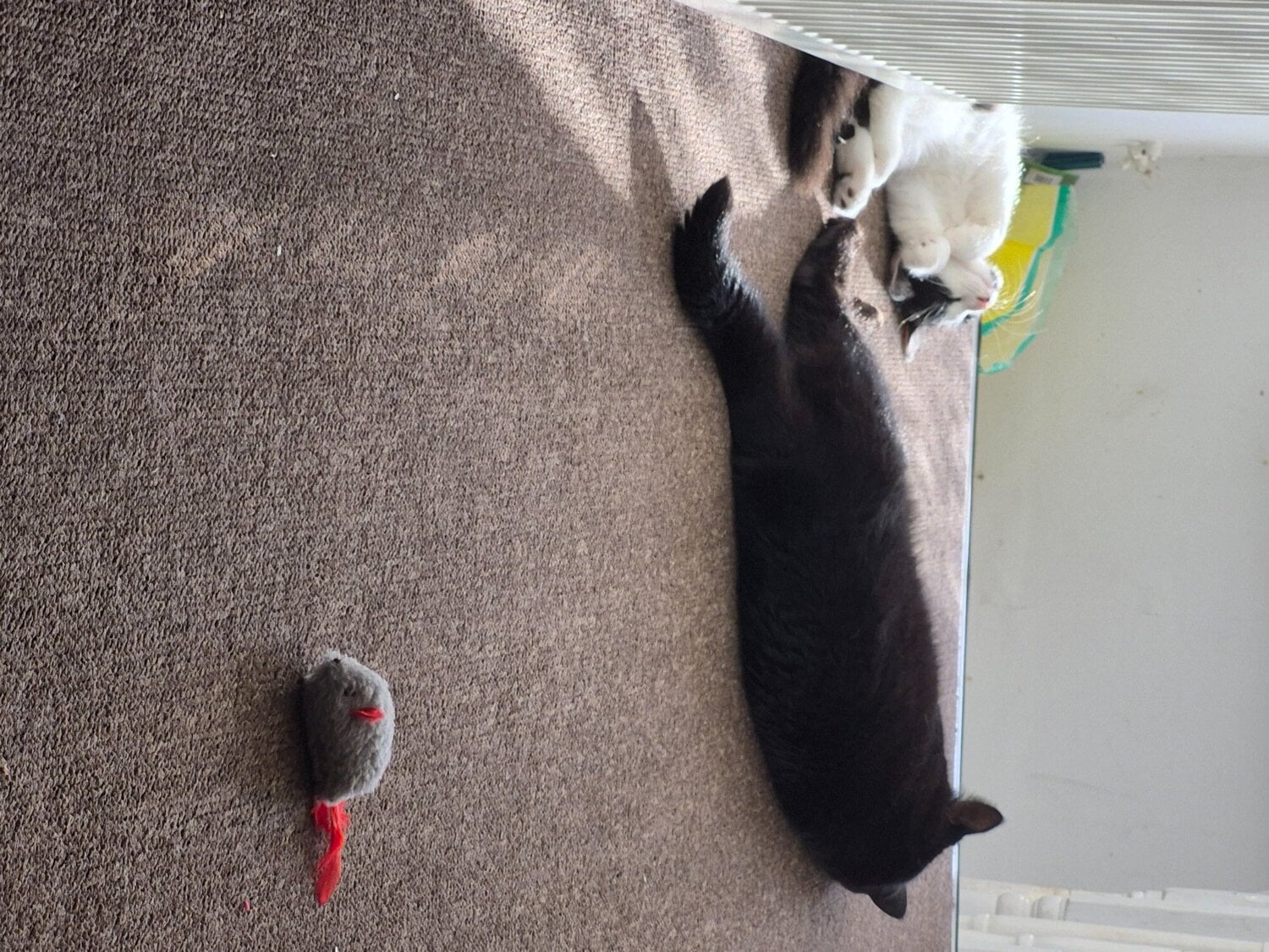 Kitten for sale  - British Shorthair