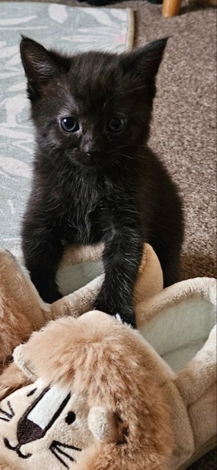 Beautiful kittens ready now