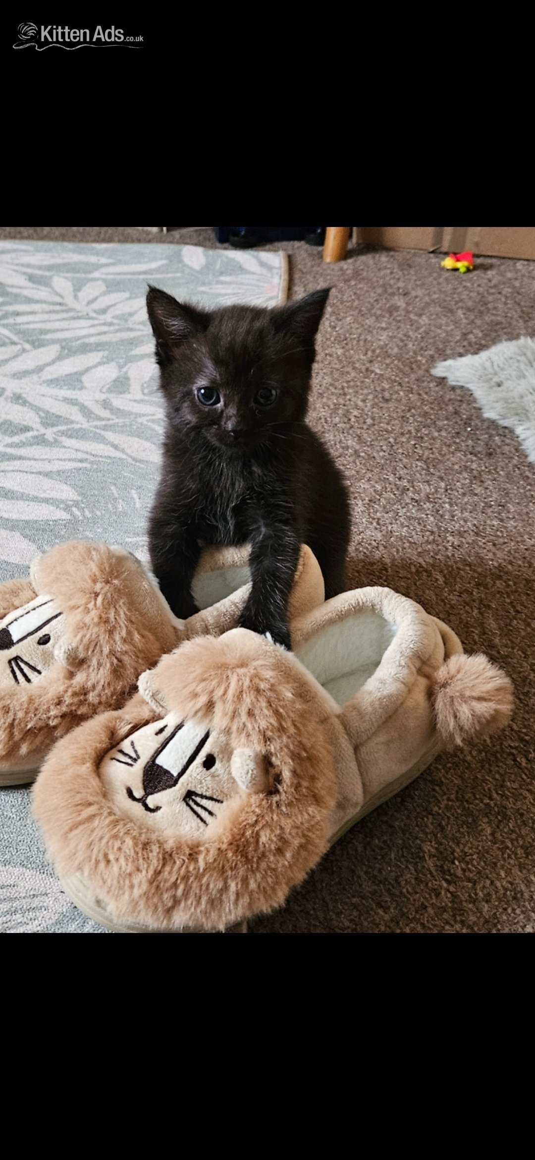 Beautiful kittens ready now in {LOCATION}