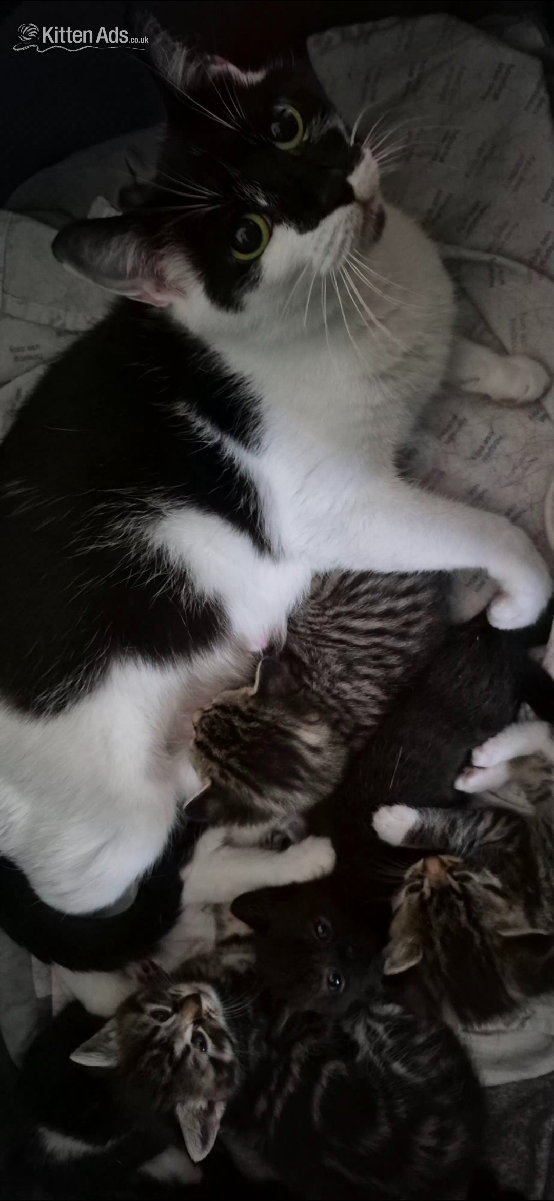 Other Breed Cats and Kittens