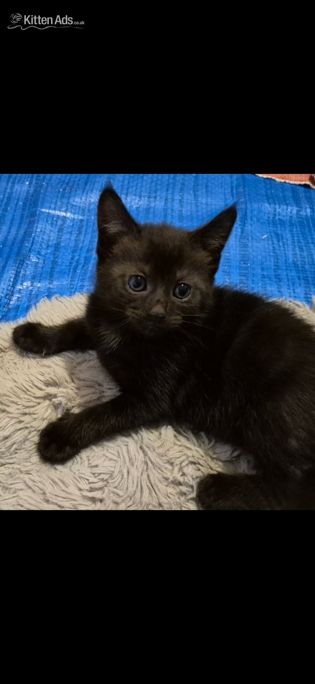 Other Breed - Beautiful kittens ready now