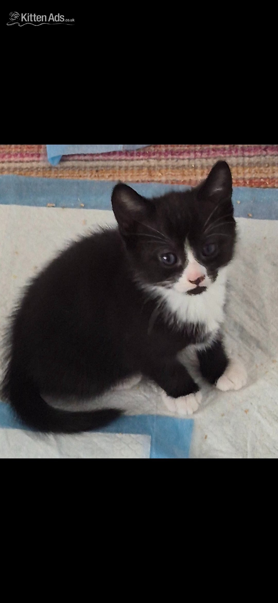 Beautiful kittens ready now - Other Breed