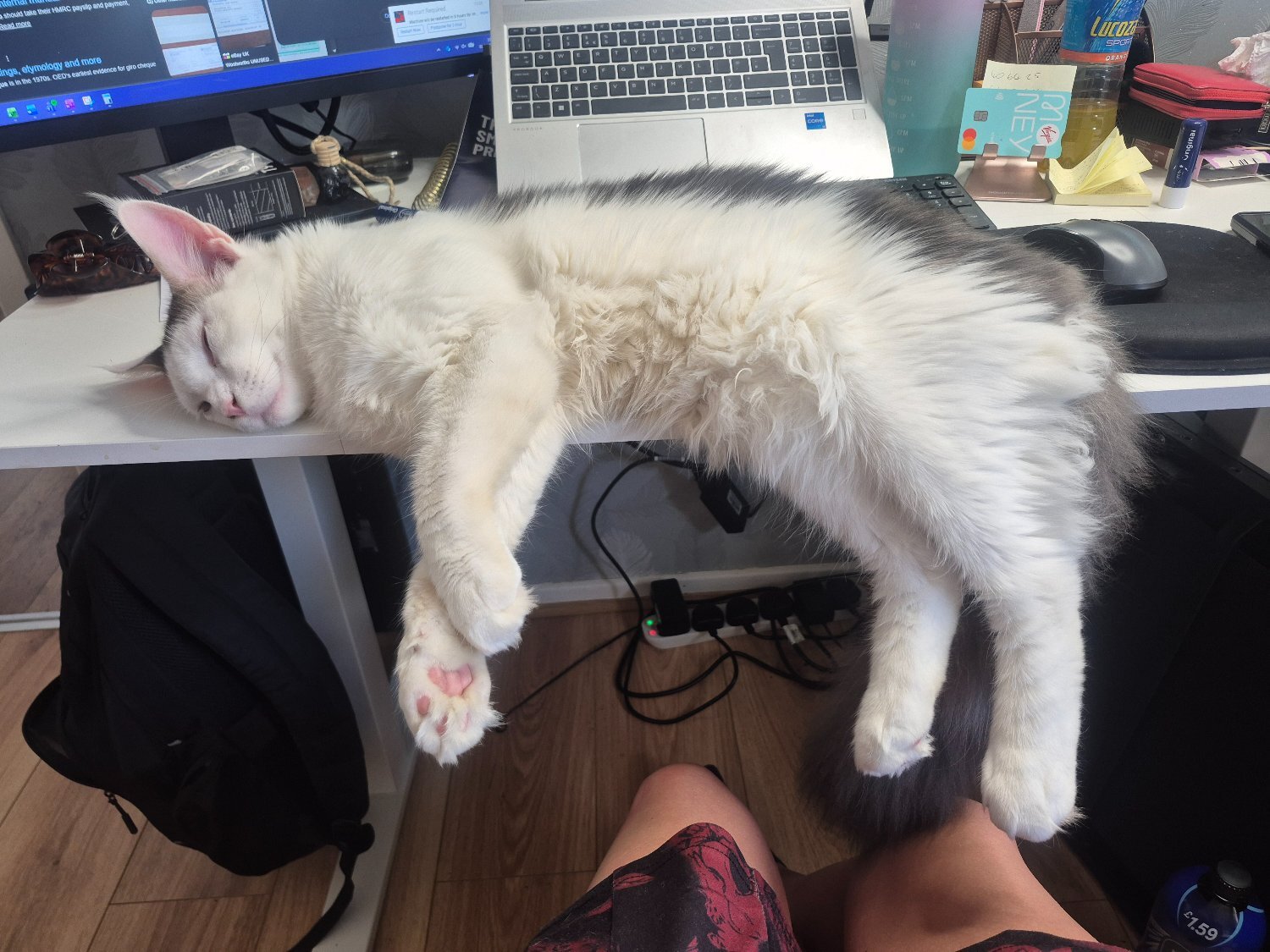 Maine Coon