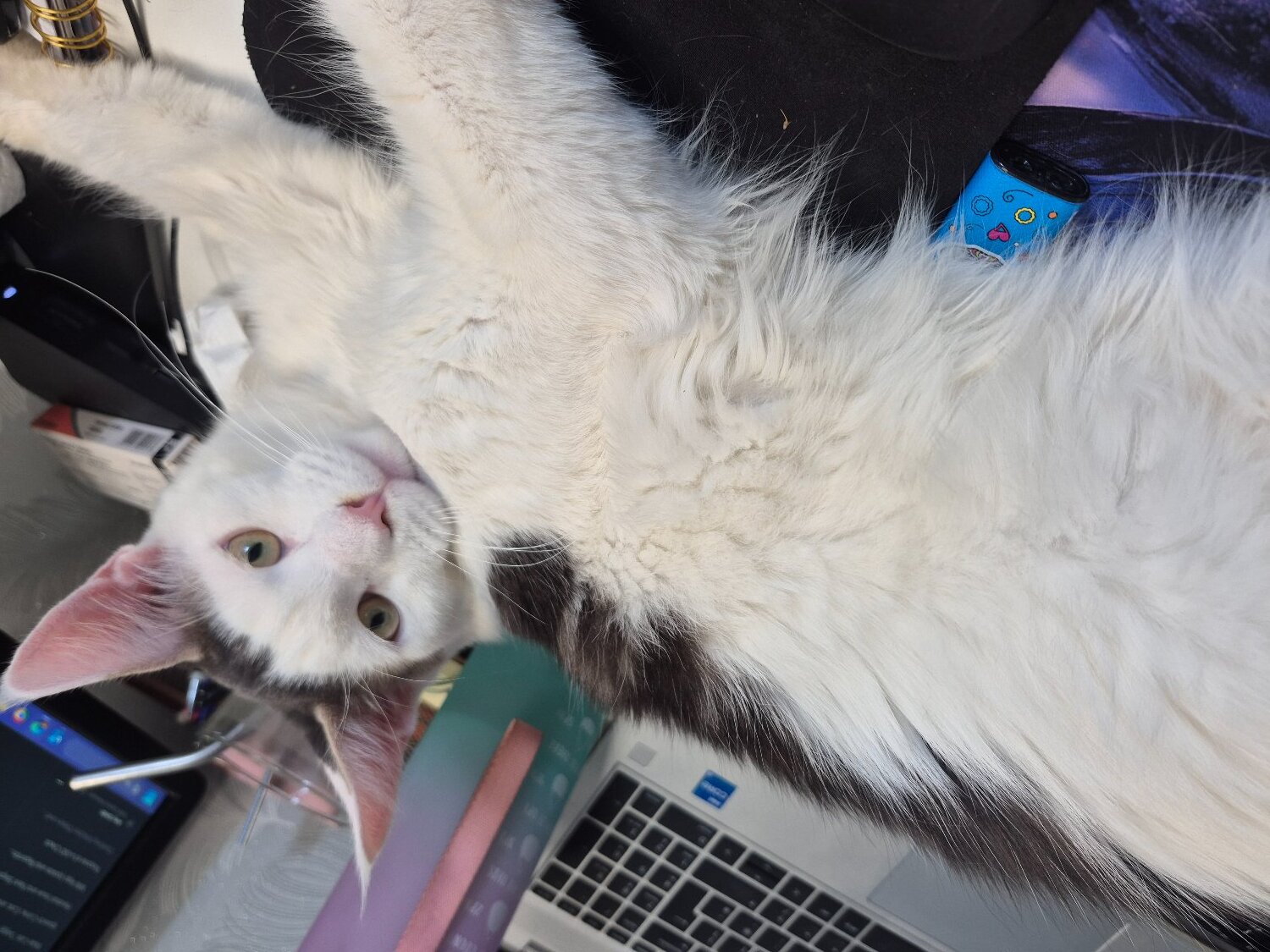 Maine Coon - Stunning TICA Registered Maine Coon, 9 Months 