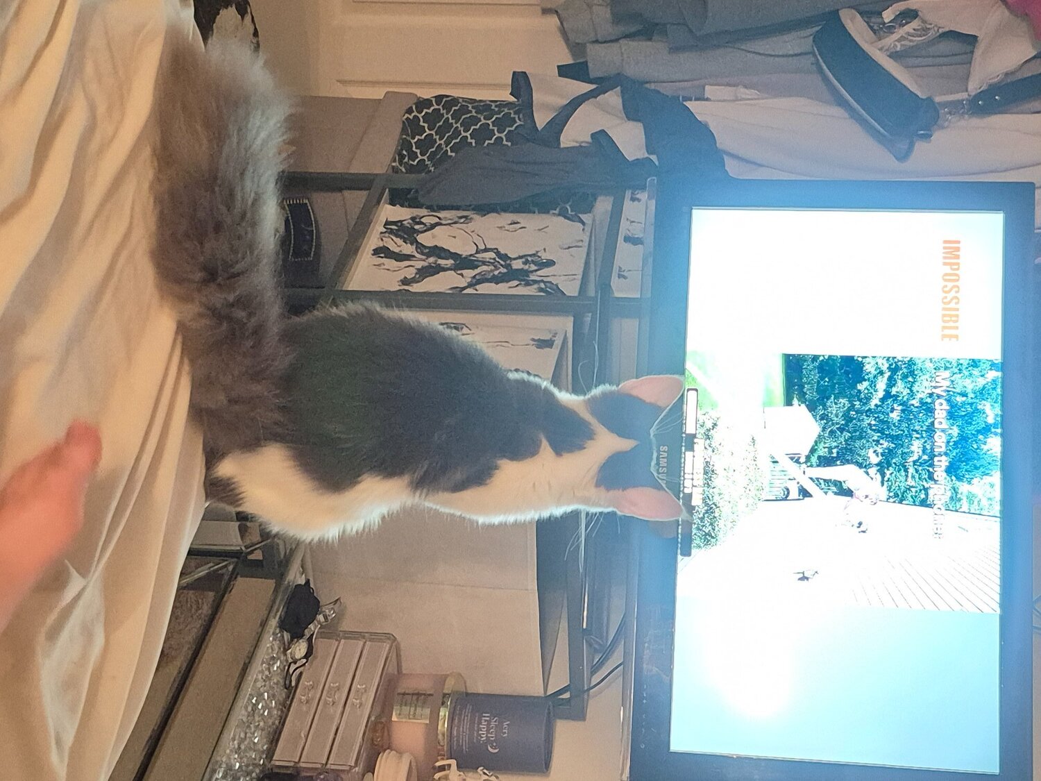 Stunning TICA Registered Maine Coon, 9 Months  - Maine Coon