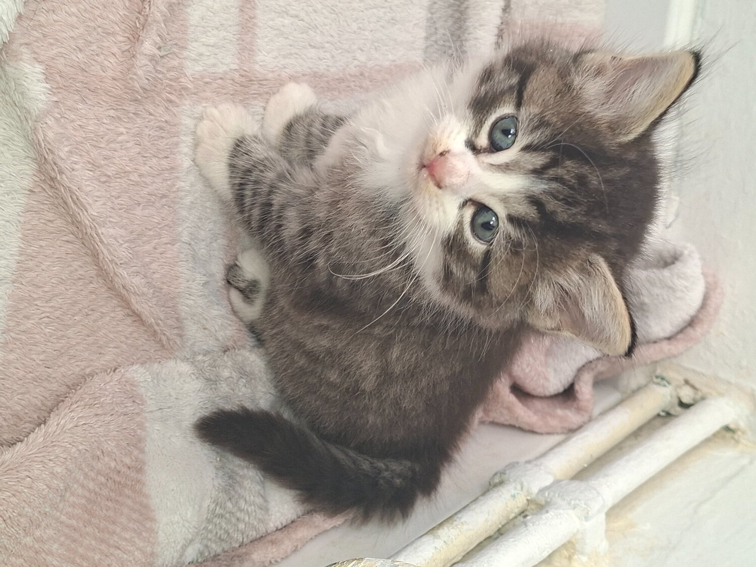 Other Breed - 4 beautiful male kittens 