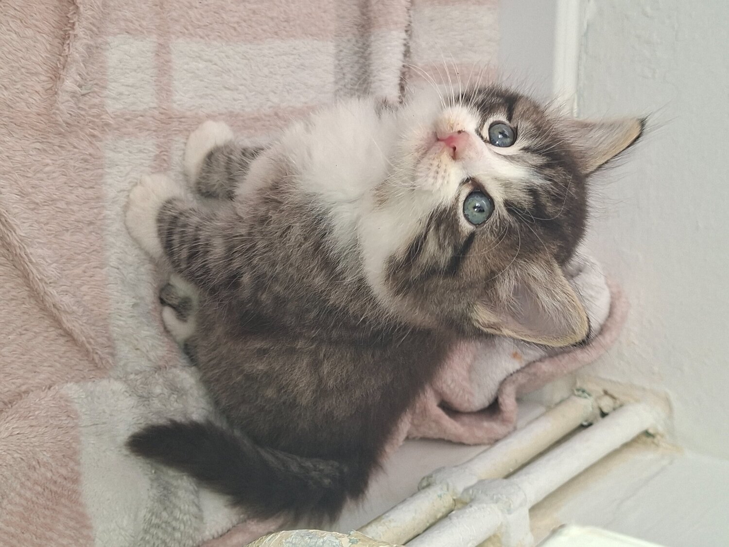 4 beautiful male kittens  - Other Breed