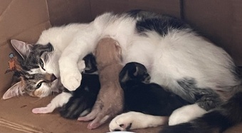 Kittens for sale