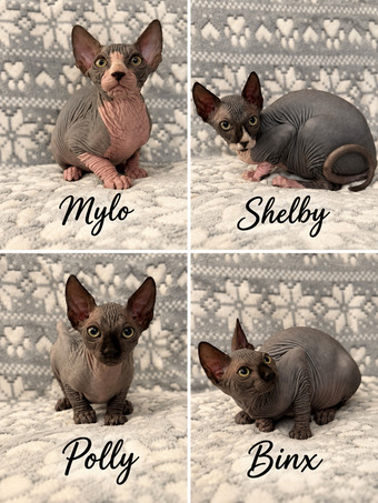 🐾 TICA REGISTERED SPHYNX KITTENS — £1400 O.N.O 🐾