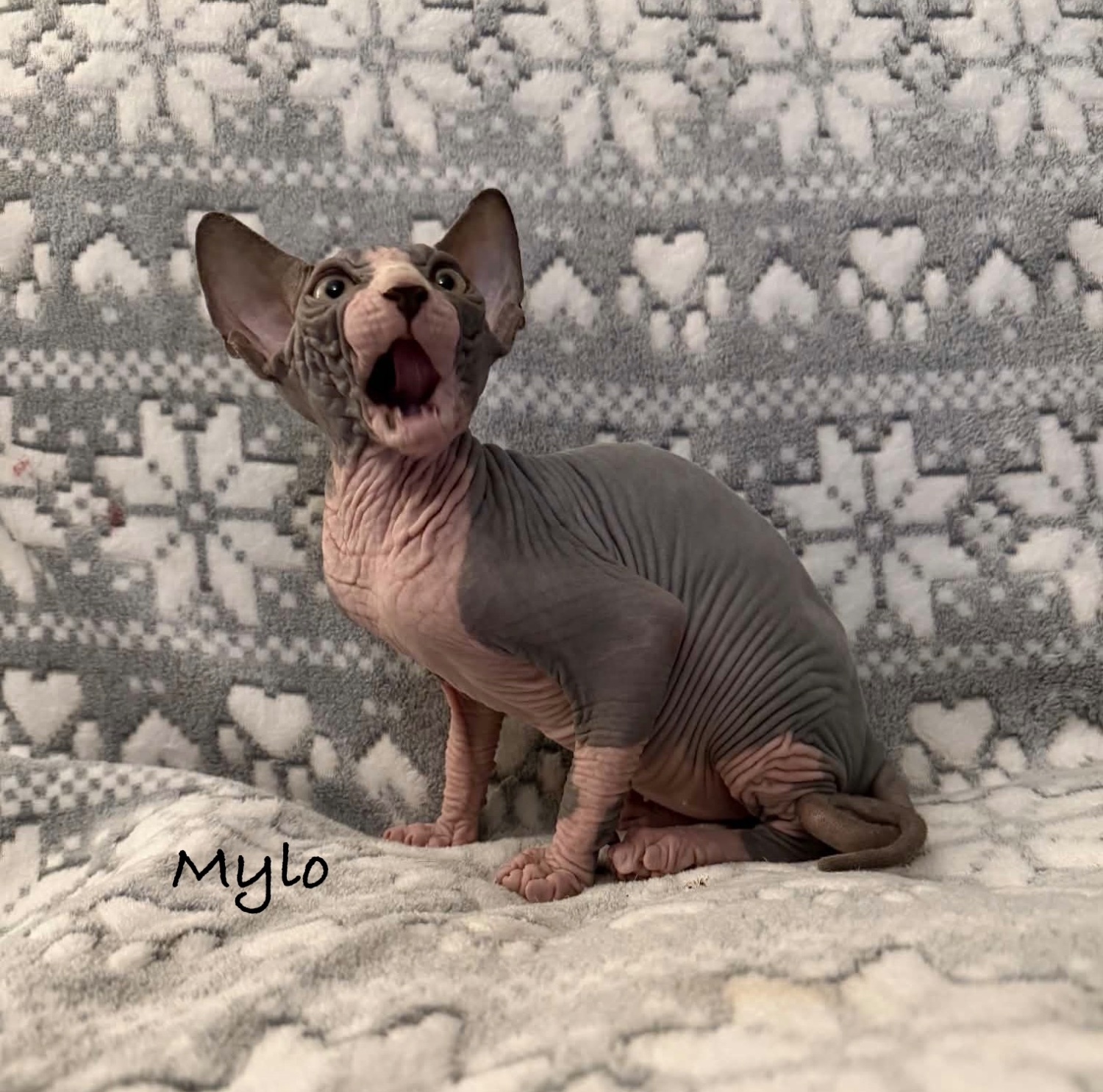 Sphynx