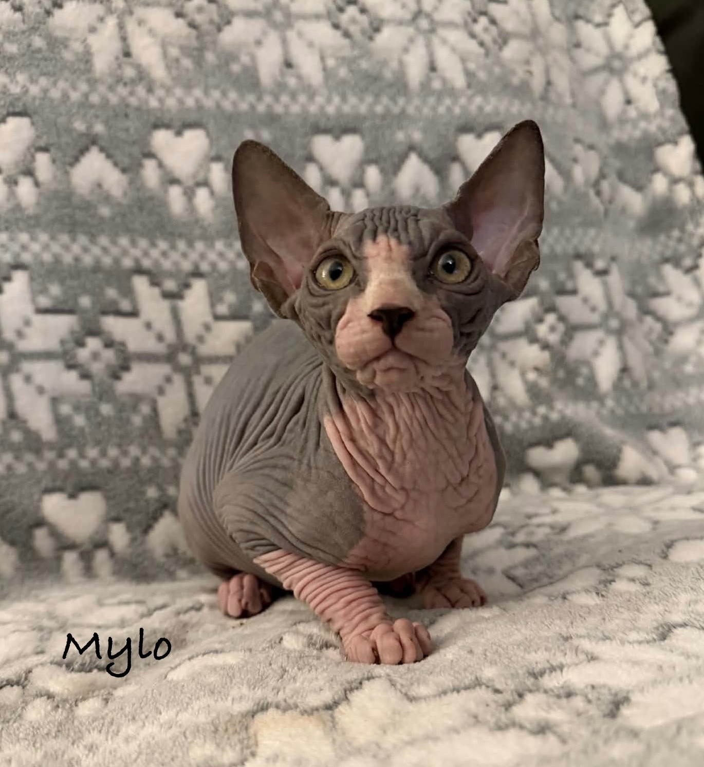 Sphynx Cats and Kittens