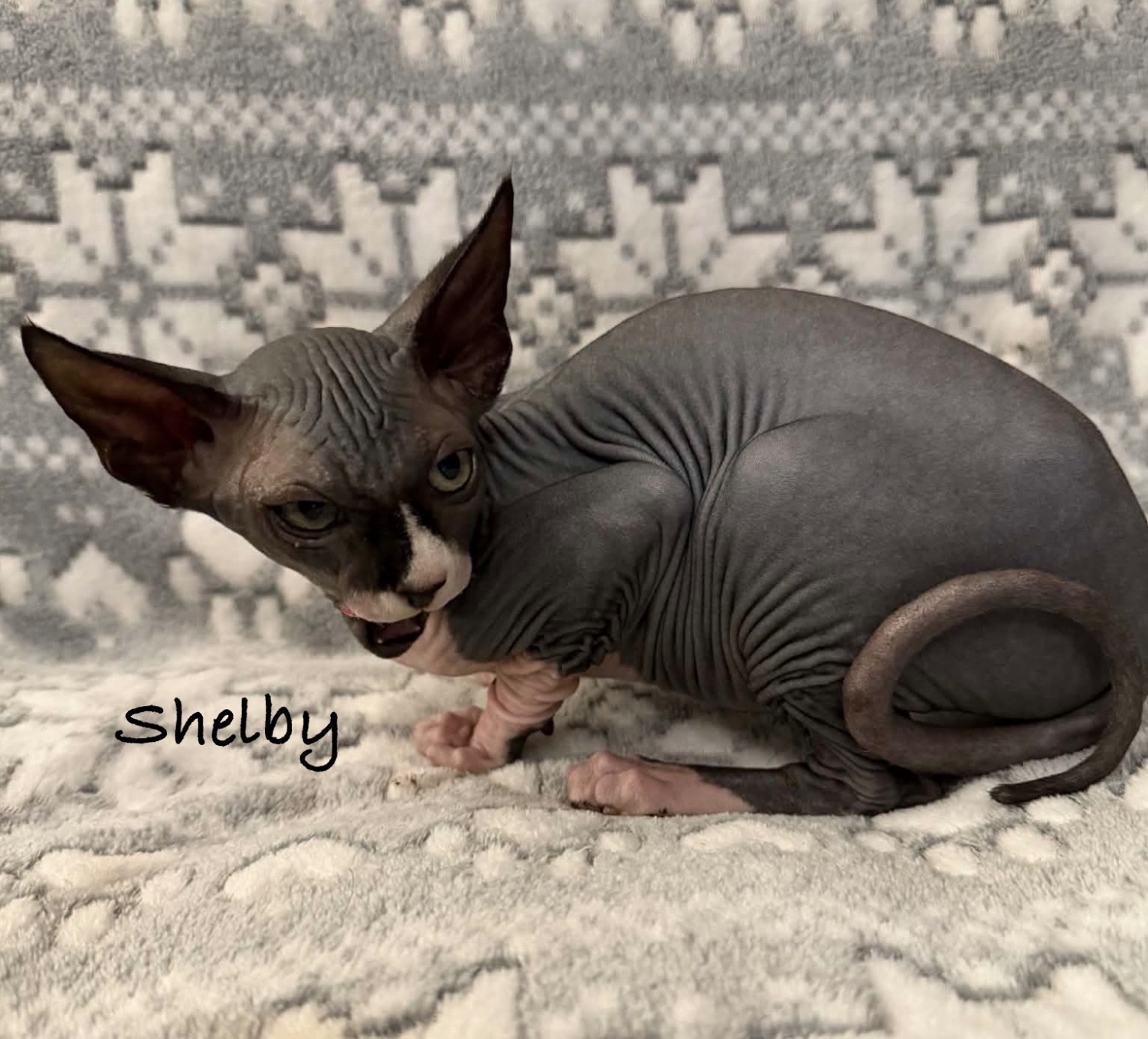 🐾 TICA REGISTERED SPHYNX KITTENS — £1400 O.N.O 🐾 - Sphynx